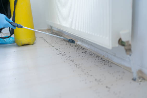 Best Ant Control Services  in Greenville, SC