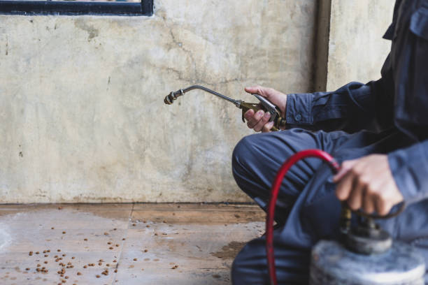 Best Local Pest Control Services  in Greenville, SC